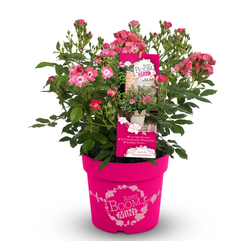 Strauchrose Rosy Boom®