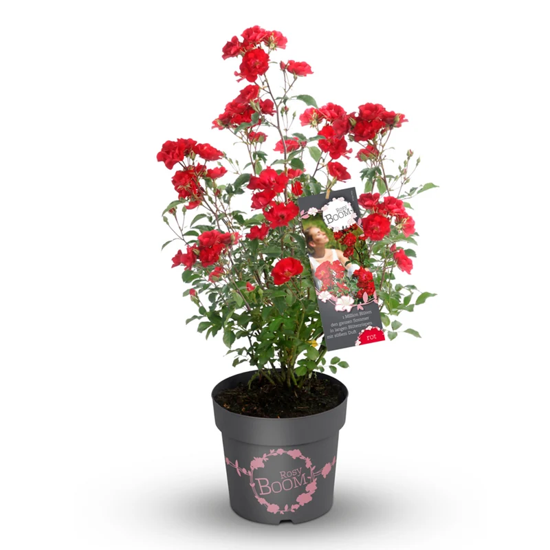 Strauchrose Rosy Boom®