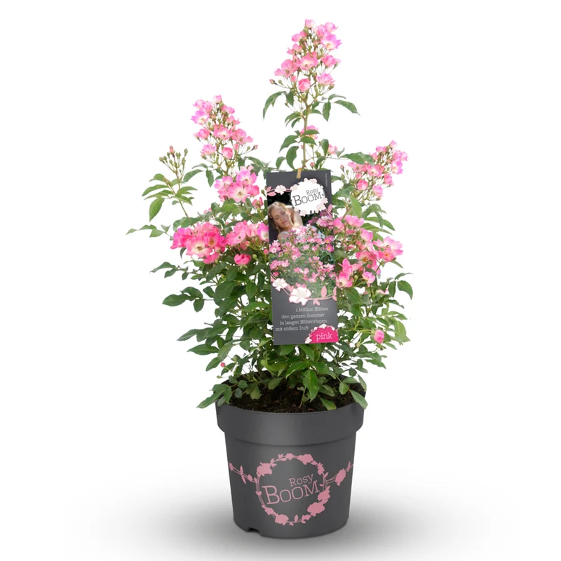 Strauchrose Rosy Boom®