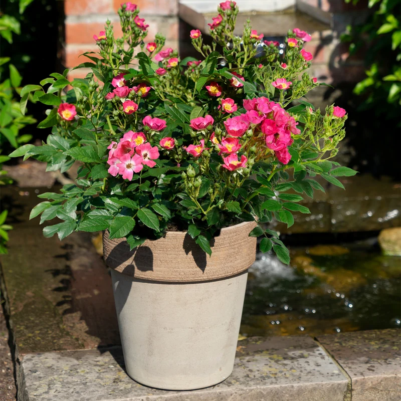Strauchrose Rosy Boom®
