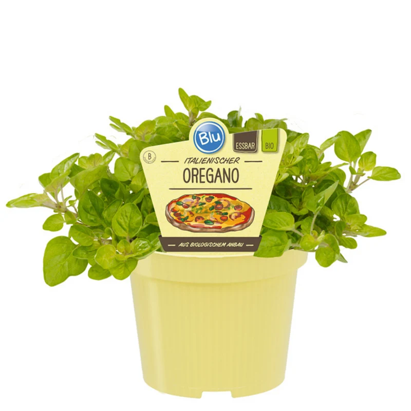 Bio Oregano