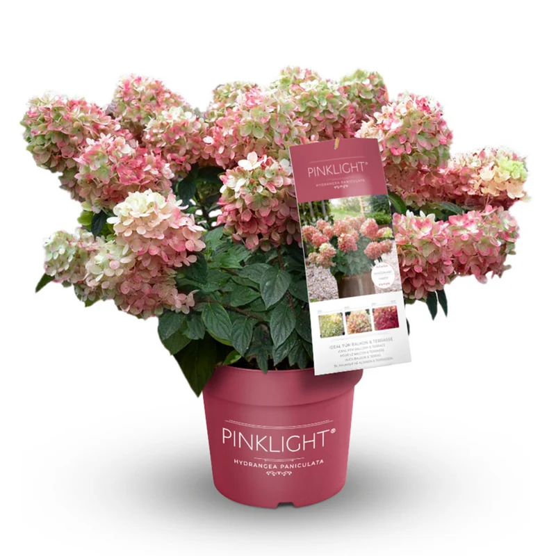 Rispenhortensie 'Pinklight®'