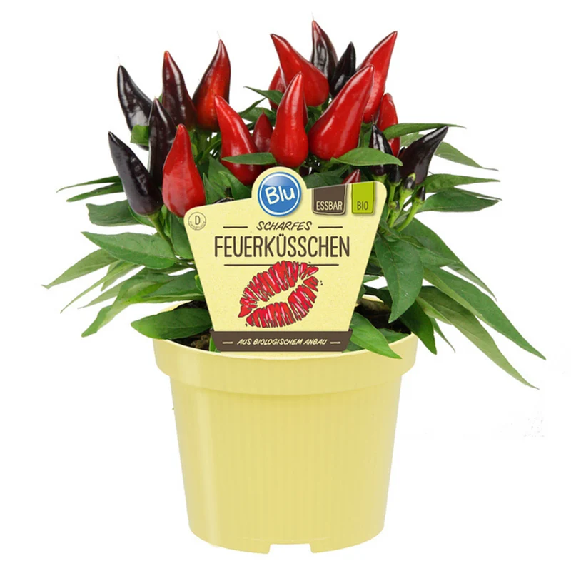 Bio Feuerküsschen