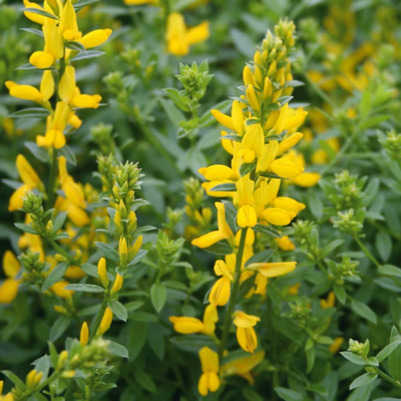 Färber-Ginster 'Royal Gold'