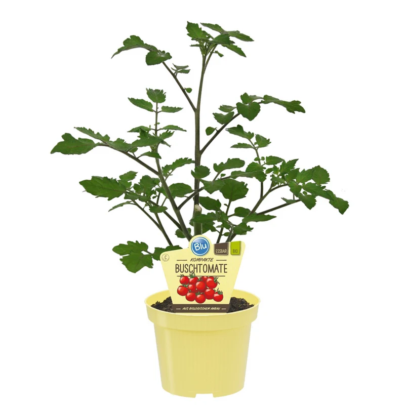 Bio Tomate Buschtomate