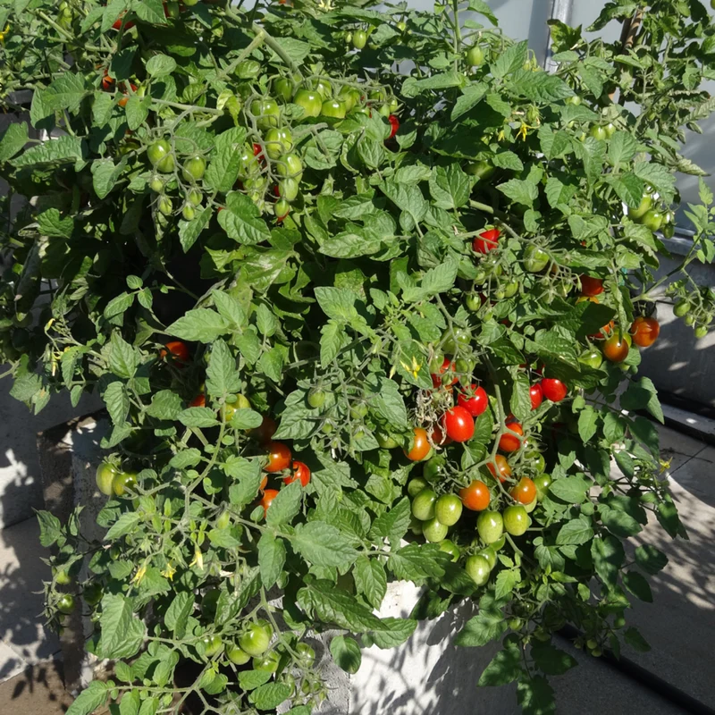 Bio Tomate Buschtomate