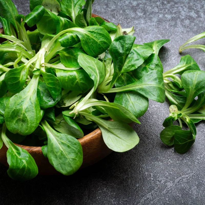 Bio Feldsalat