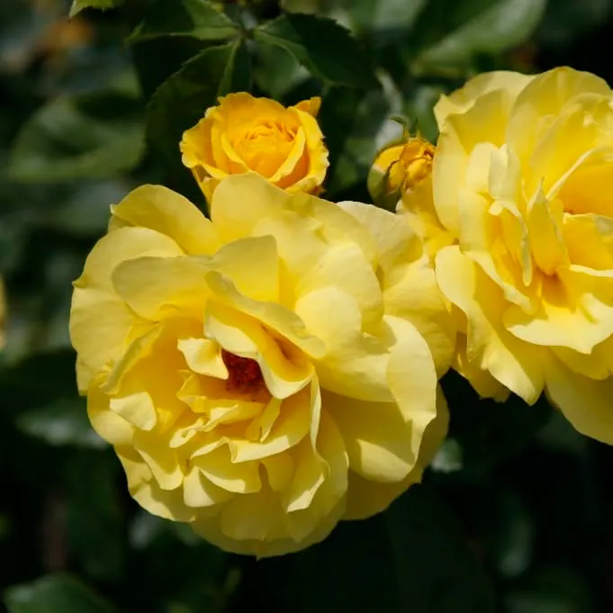 Beetrose 'Friesia'® Goldgelb