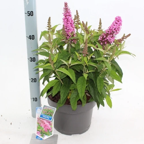 Schmetterlingsstrauch (Buddleja davidii Butterfly Candy® Little Pink)