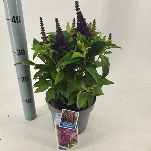 Schmetterlingsstrauch (Buddleja davidii Butterfly Candy® Little Magenta)