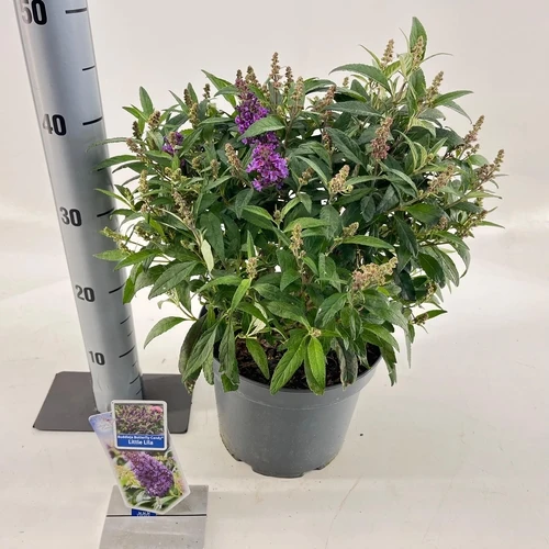 Schmetterlingsstrauch (Buddleja davidii Butterfly Candy® Little Lila)
