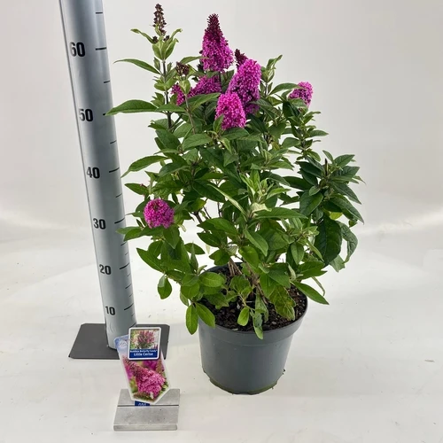 Schmetterlingsstrauch (Buddleja davidii Butterfly Candy® Little Cerise)