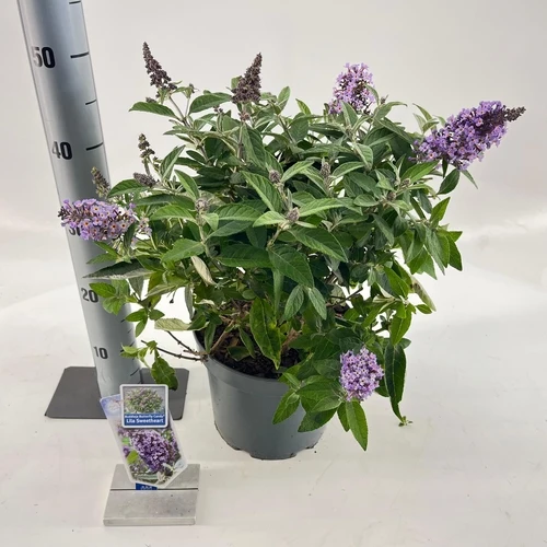 Schmetterlingsstrauch (Buddleja davidii Butterfly Candy® Lila Sweetheart)