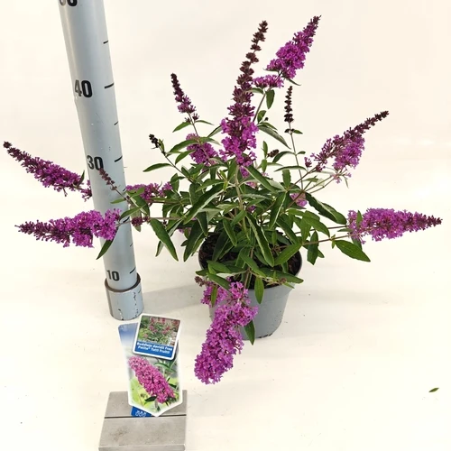 Schmetterlingsstrauch (Buddleja davidii Free Petite© Tutti Fruitti)