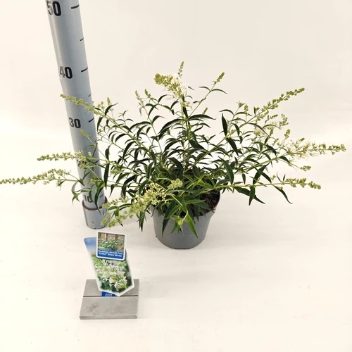Schmetterlingsstrauch (Buddleja davidii Free Petite© Snow White)