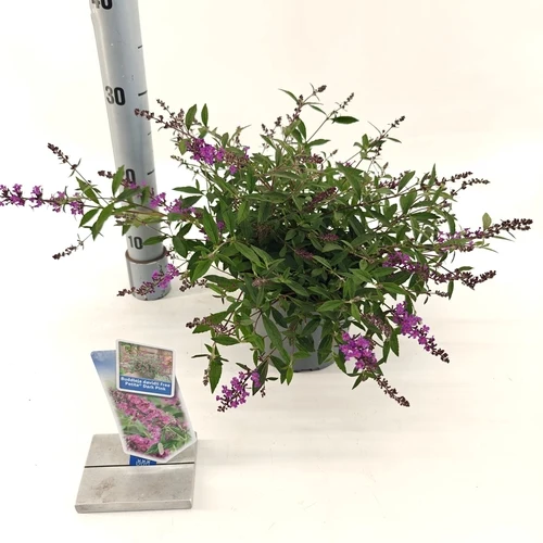 Schmetterlingsstrauch (Buddleja davidii Free Petite© Dunkelrosa)