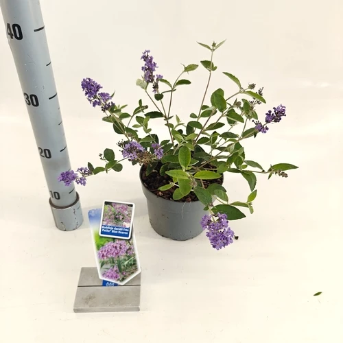 Schmetterlingsstrauch (Buddleja davidii Free Petite© Blue Heaven)