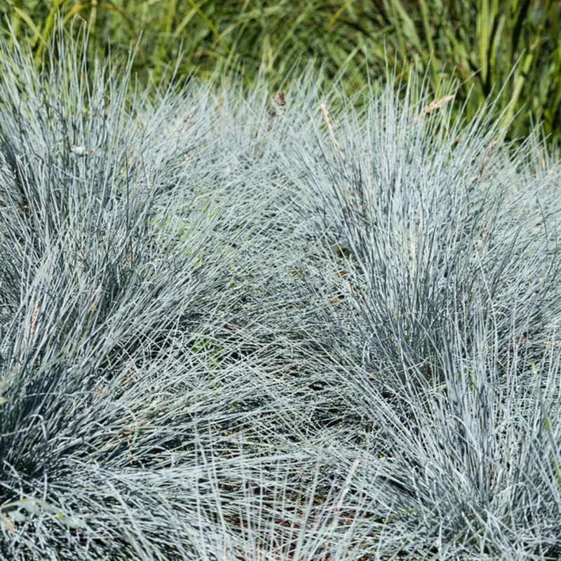 Blauschwingel 'Easy Blue®'