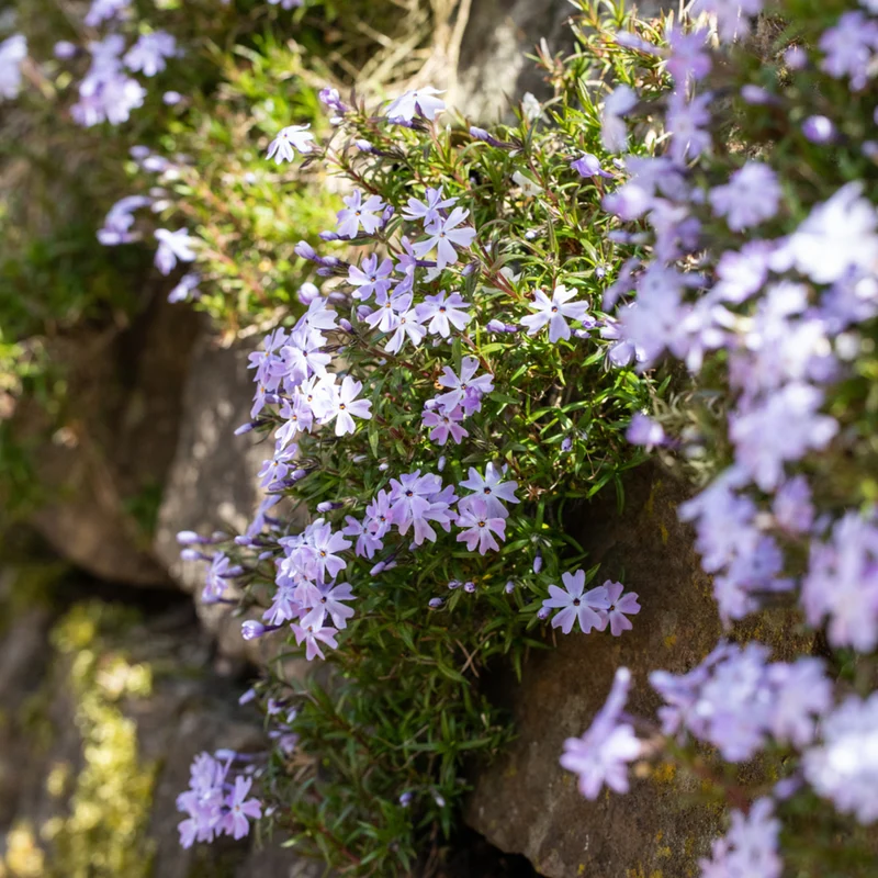 Polster-Phlox 'Emerald Cushion Blue'