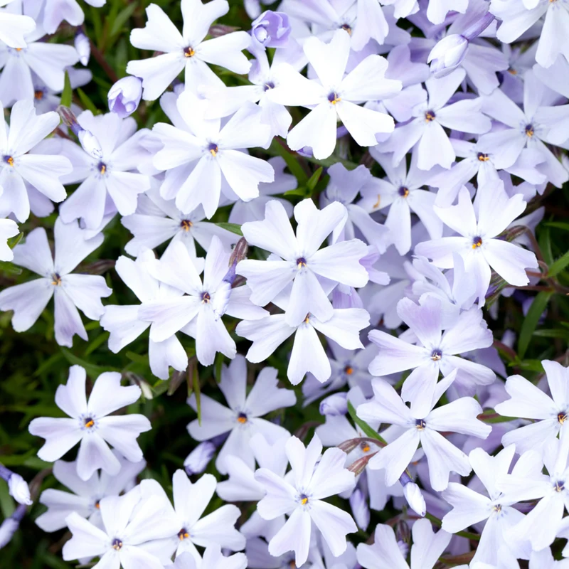 Polster-Phlox 'Emerald Cushion Blue'