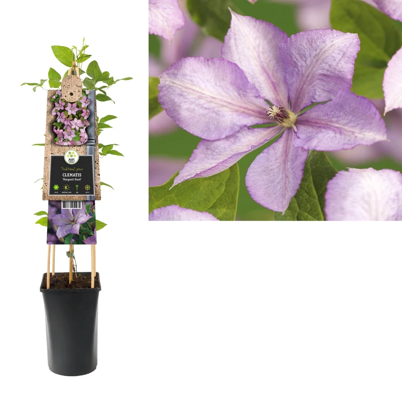 Kletterpflanze Clematis Margaret Hunt (Cowberry)