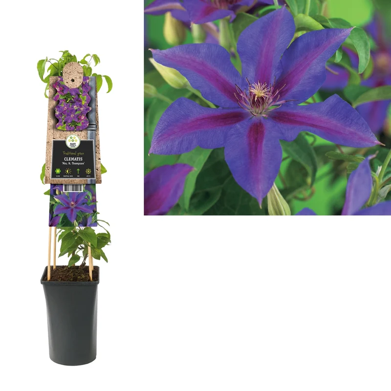 Kletterpflanze Clematis Mrs. N. Thompson (Kissenrebe)