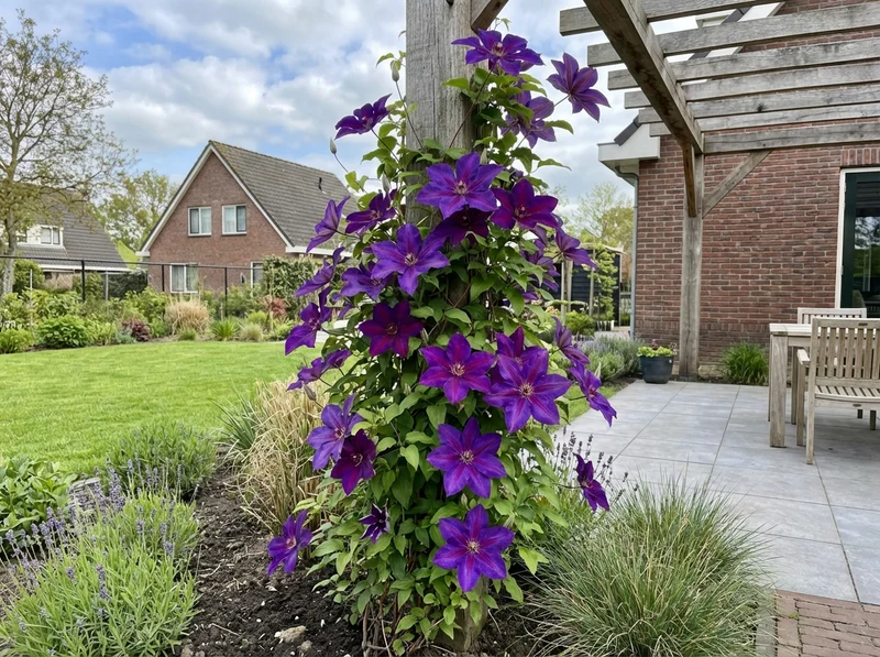 Kletterpflanze Clematis Mrs. N. Thompson (Kissenrebe)