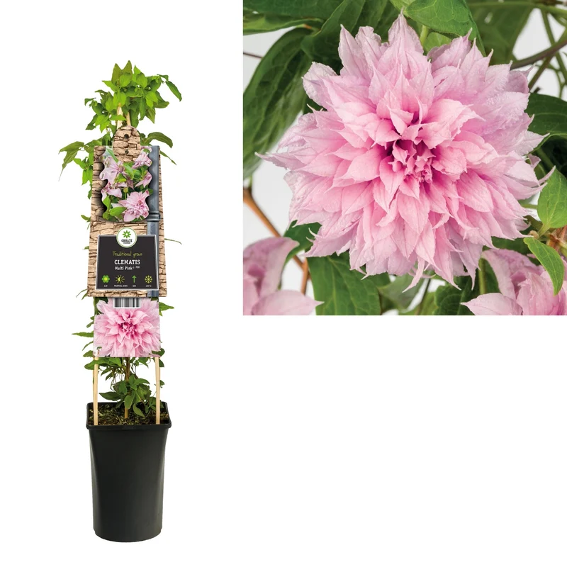 Kletterpflanze Clematis Multi Pink® PBR (Kissen)