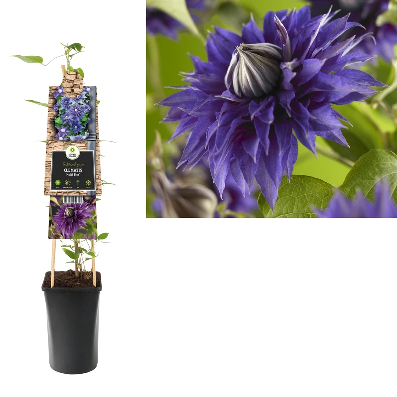 Kletterpflanze Clematis Multi Blue (Kissen)