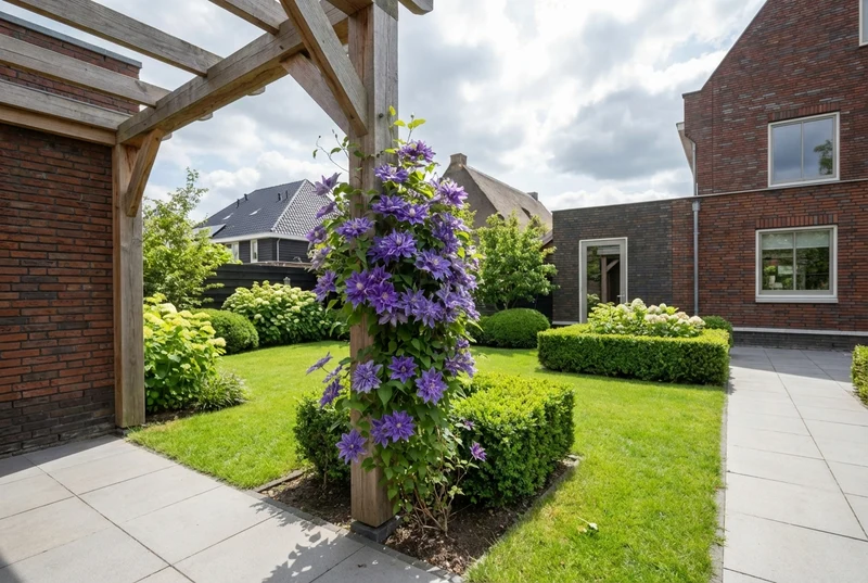 Kletterpflanze Clematis Multi Blue (Kissen)