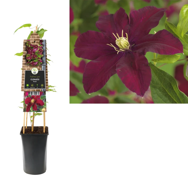 Kletterpflanze Clematis Niobe (Preiselbeere)