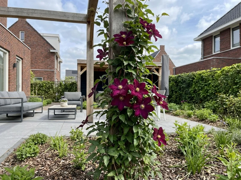 Kletterpflanze Clematis Niobe (Preiselbeere)