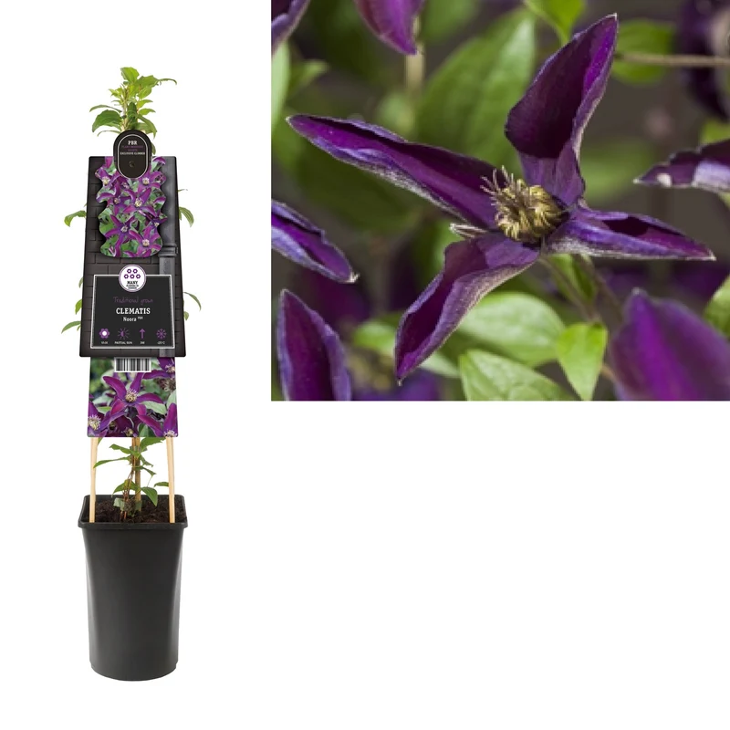 Kletterpflanze Clematis Noora PBR (Kissenrebe)