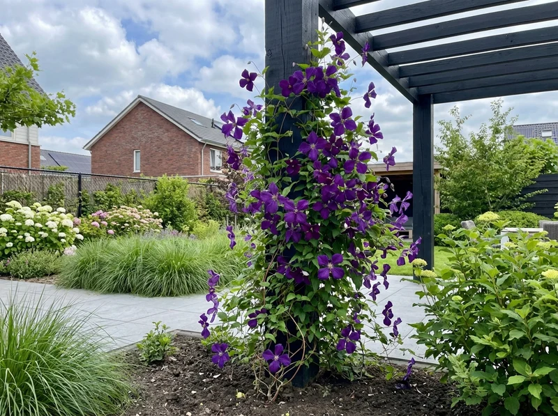Kletterpflanze Clematis Noora PBR (Kissenrebe)