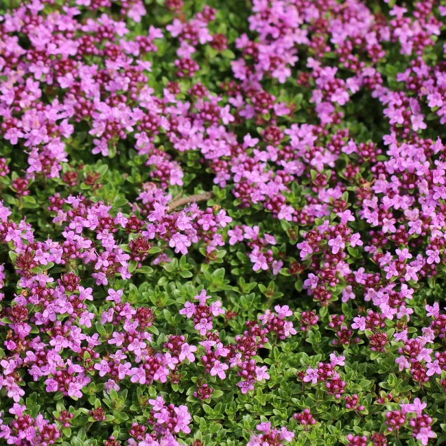 Creeping Thyme Conventional Seed
