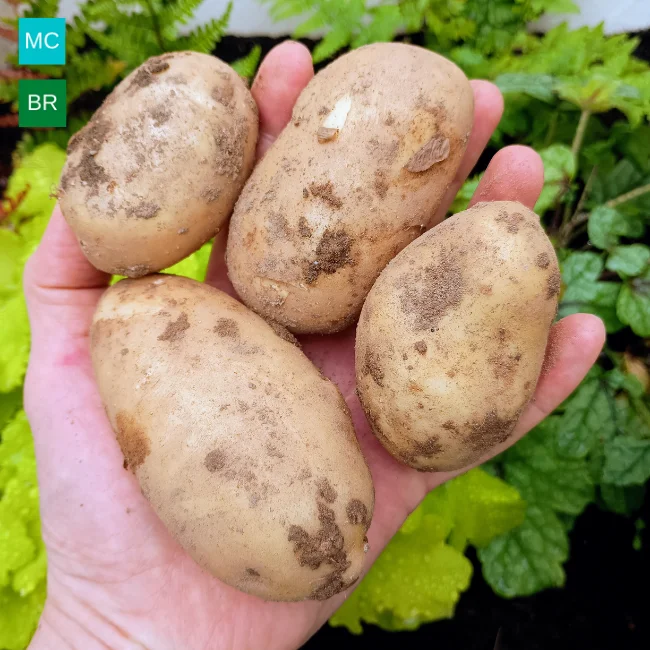 Seed Potatoes: Kelly