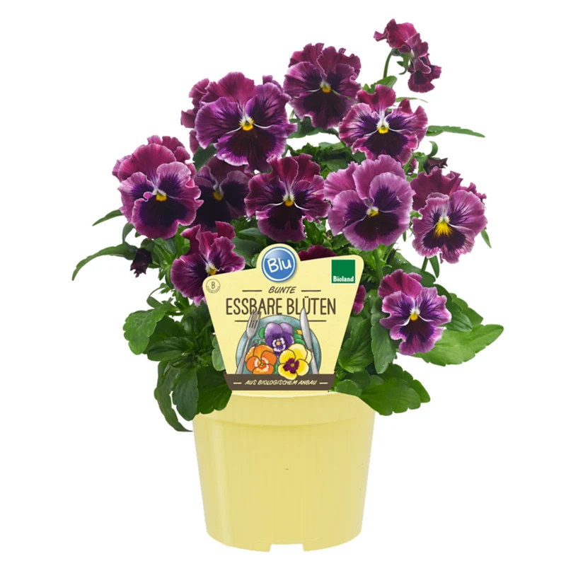 Bio essbare Blüten