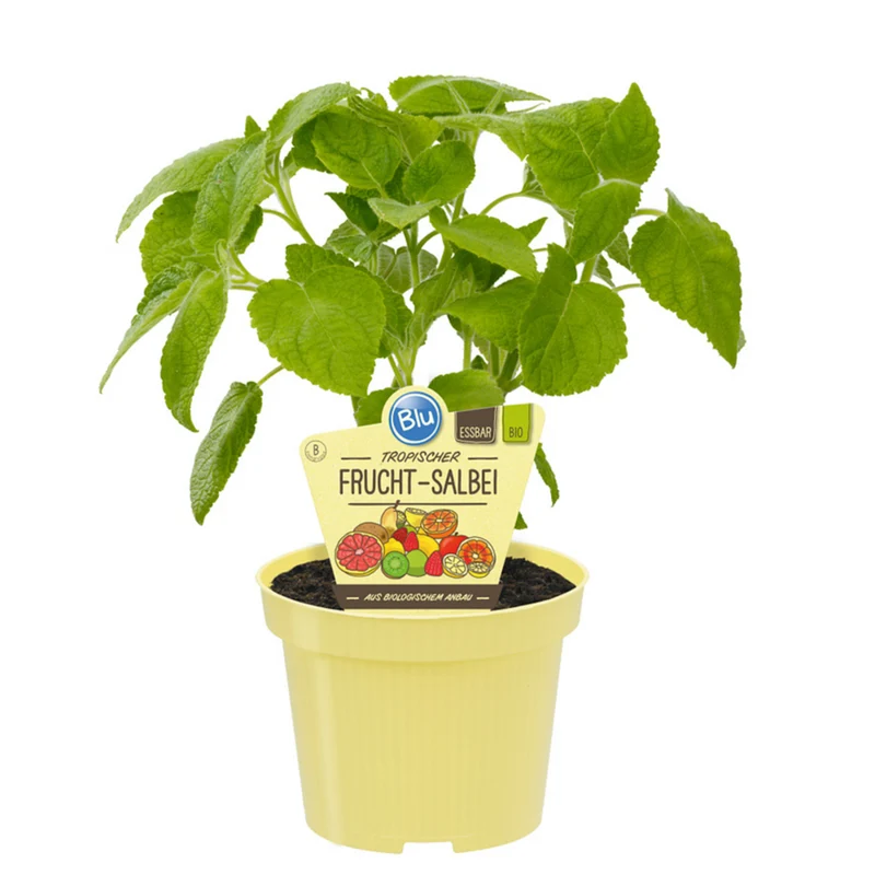 Bio Fruchtsalbei