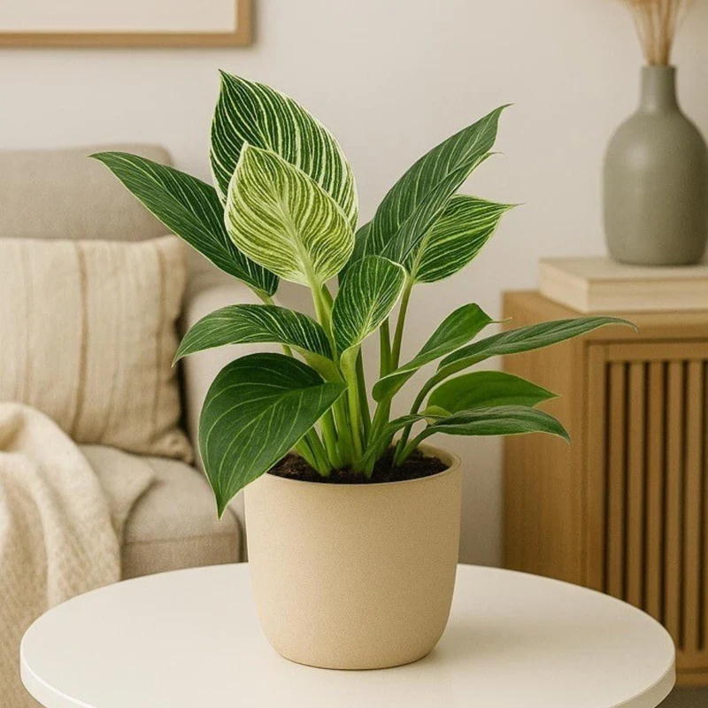 Baumfreund 'White Wave'