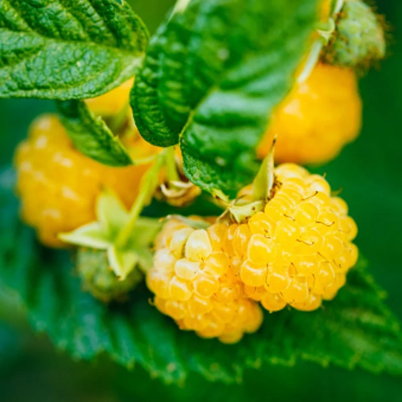 Bio-Obst Himbeere im Set