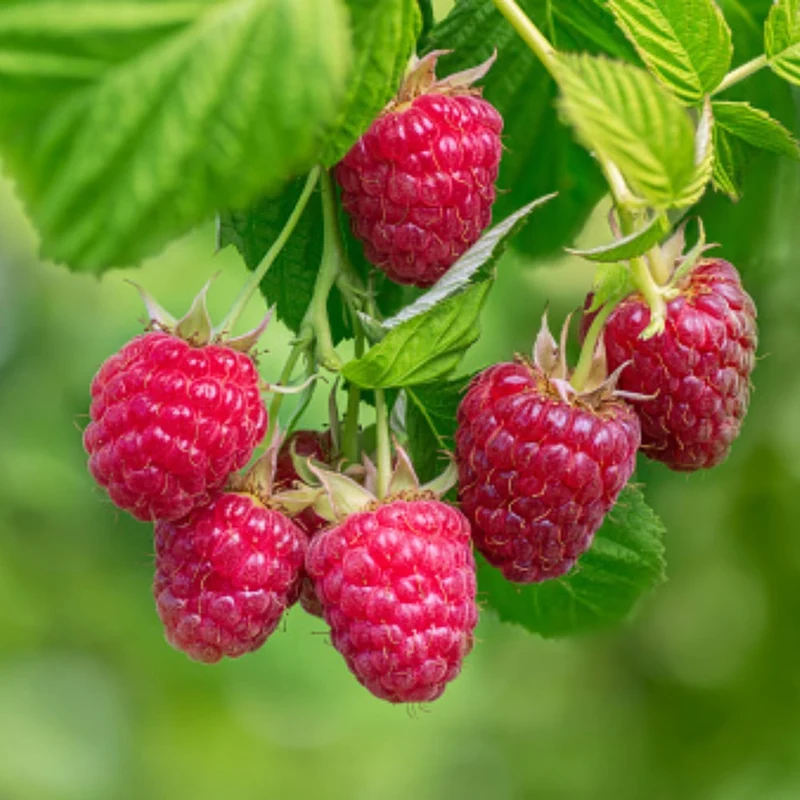 Bio-Obst Himbeere im Set