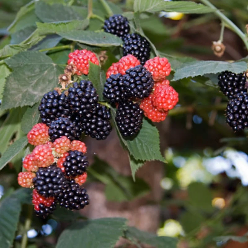 Bio-Obst Himbeere im Set