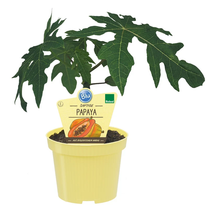 Bio Papaya