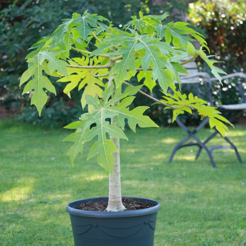 Bio Papaya
