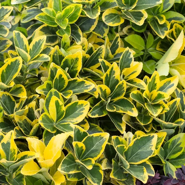Kardinalshaube (Euonymus japonicus 'Aureomarginatus')