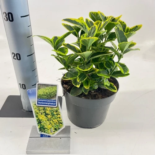 Kardinalshaube (Euonymus japonicus 'Aureomarginatus')