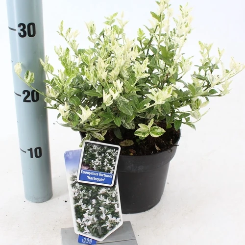 Kardinalshaubenvogel (Euonymus fortunei 'Harlekin')