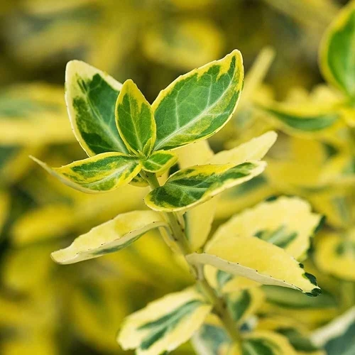 Kardinalshaube (Euonymus fortunei 'Emerald 'n Gold')