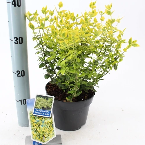 Kardinalshaube (Euonymus fortunei 'Emerald 'n Gold')