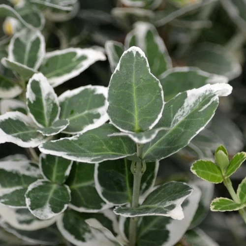 Kardinalshaube (Euonymus fortunei 'Emerald Gaiety')